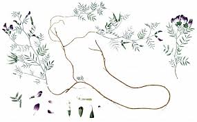 Attēlu rezultāti vaicājumam “Astragalus arenarius leaf”