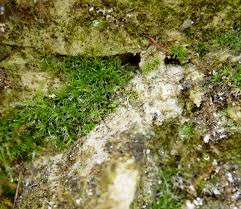 Attēlu rezultāti vaicājumam “Didymodon tophaceus”