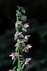 Attēlu rezultāti vaicājumam “Epipactis helleborine”