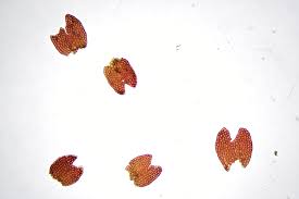 Attēlu rezultāti vaicājumam “Gymnocolea inflata”