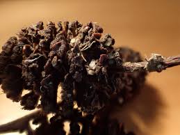 Attēlu rezultāti vaicājumam “Mollisia amenticola”