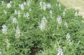 Image result for Lupinen