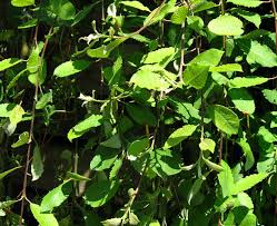 Attēlu rezultāti vaicājumam “Salix caprea leaf”