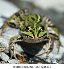 Attēlu rezultāti vaicājumam “Pelophylax juvenile”