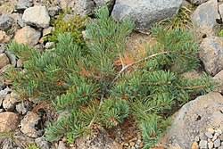 Attēlu rezultāti vaicājumam “Pinus pumila male flower”