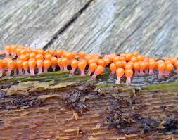 Attēlu rezultāti vaicājumam “Trichia decipiens”