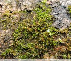 Attēlu rezultāti vaicājumam “Lophozia ascendens”