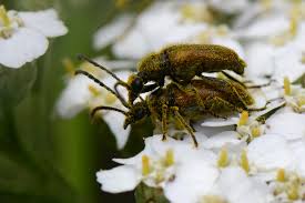 Attēlu rezultāti vaicājumam “Pseudovadonia livida”