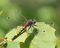 Attēlu rezultāti vaicājumam “Leucorrhinia pectoralis”