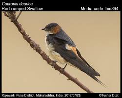 Image result for Cecropis daurica