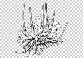 Attēlu rezultāti vaicājumam “Anthocerotopsida”