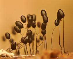 Attēlu rezultāti vaicājumam “Comatricha laxa macro”