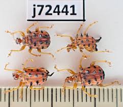 Attēlu rezultāti vaicājumam “Attelabidae”