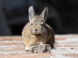 Image result for viscacha