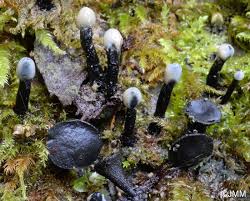 Attēlu rezultāti vaicājumam “Holwaya mucida”