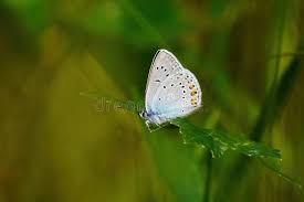 Attēlu rezultāti vaicājumam “Agrodiaetus amandus female”