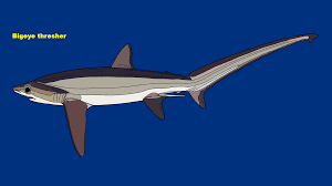 Image result for Alopias superciliosus