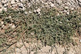 Attēlu rezultāti vaicājumam “Polygonum arenastrum”