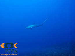 Image result for Alopias vulpinus