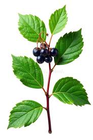 Attēlu rezultāti vaicājumam “Aronia melanocarpa leaf”