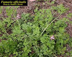 Image result for Fumaria officinalis