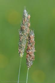 Attēlu rezultāti vaicājumam “Alopecurus pratensis fruit”