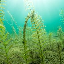 Attēlu rezultāti vaicājumam “Potamogeton perfoliatus flower”