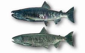 Image result for Oncorhynchus keta