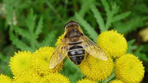 Attēlu rezultāti vaicājumam “Eristalis sp.”