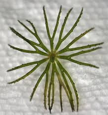 Attēlu rezultāti vaicājumam “Ceratophyllaceae”