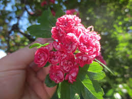 Attēlu rezultāti vaicājumam “Crataegus macracantha flower”