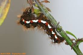 Attēlu rezultāti vaicājumam “Acronicta rumicis imago”