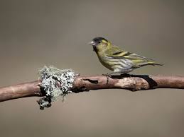 Attēlu rezultāti vaicājumam “Carduelis spinus”