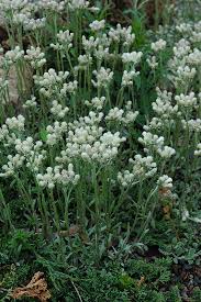Attēlu rezultāti vaicājumam “Antennaria dioica leaf”