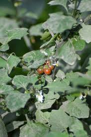 Attēlu rezultāti vaicājumam “Solanum nigrum leaf”