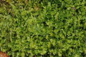 Attēlu rezultāti vaicājumam “Plagiothecium denticulatum”