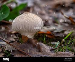 Attēlu rezultāti vaicājumam “Lycoperdon pyriforme young”