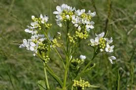 Attēlu rezultāti vaicājumam “Armoracia rusticana flower”