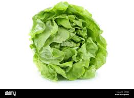 Image result for Kopfsalat