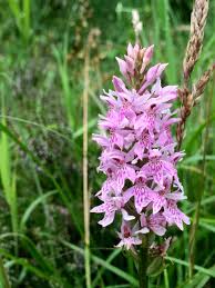 Attēlu rezultāti vaicājumam “Dactylorhiza fuchsii flower”