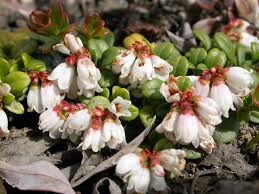 Attēlu rezultāti vaicājumam “Vaccinium vitis-idaea flower”