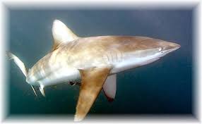 Image result for Carcharhinus brachyurus