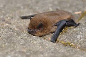 Attēlu rezultāti vaicājumam “Nyctalus noctula”