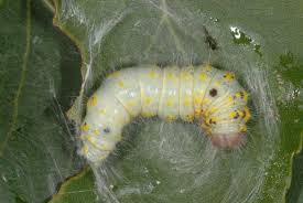 Attēlu rezultāti vaicājumam “Clostera curtula”