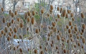 Attēlu rezultāti vaicājumam “xComagaria rosea”