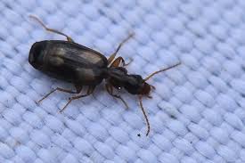 Attēlu rezultāti vaicājumam “Calodromius spilotus”