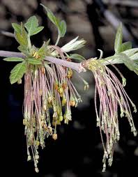 Attēlu rezultāti vaicājumam “Acer negundo female flower”