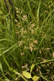 Attēlu rezultāti vaicājumam “Poa pratensis flower”
