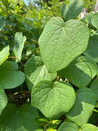 Attēlu rezultāti vaicājumam “Menispermum dauricum leaf”