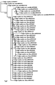 Attēlu rezultāti vaicājumam “Fuligo septica var. flava young”